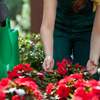 Gardener Caring Of Flowers Outdoor