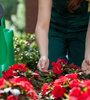 Gardener Caring Of Flowers Outdoor