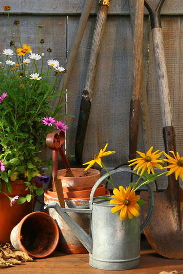 Gardener Caring Of Flowers Outdoor