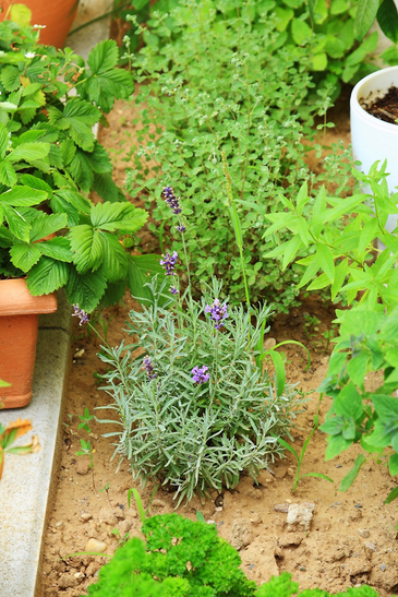 Gardener Caring Of Flowers Outdoor