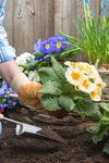 Gardener Planting Flowers