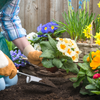 Gardener Planting Flowers