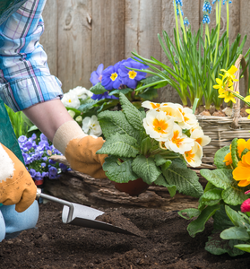 Gardener Planting Flowers