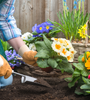 Gardener Planting Flowers