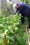 Gardener Planting Flowers