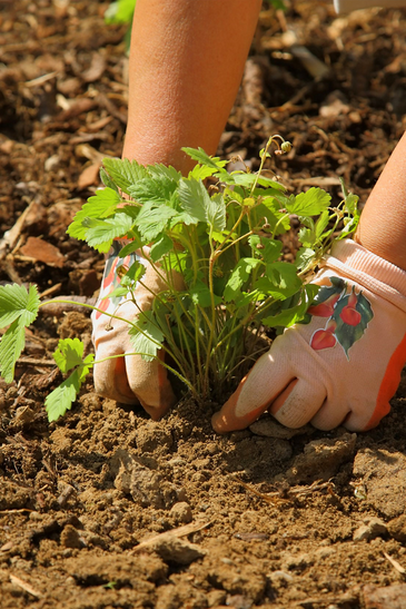 Gardener Planting Flowers