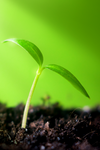 Gardener Planting Flowers