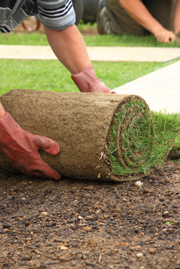 Laying Sod For New Lawn