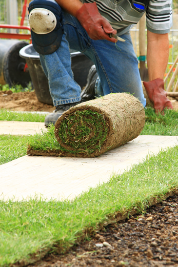 Laying Sod For New Lawn