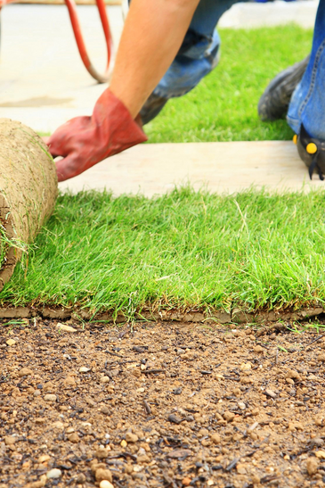 Laying Sod For New Lawn